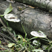 Trametes
