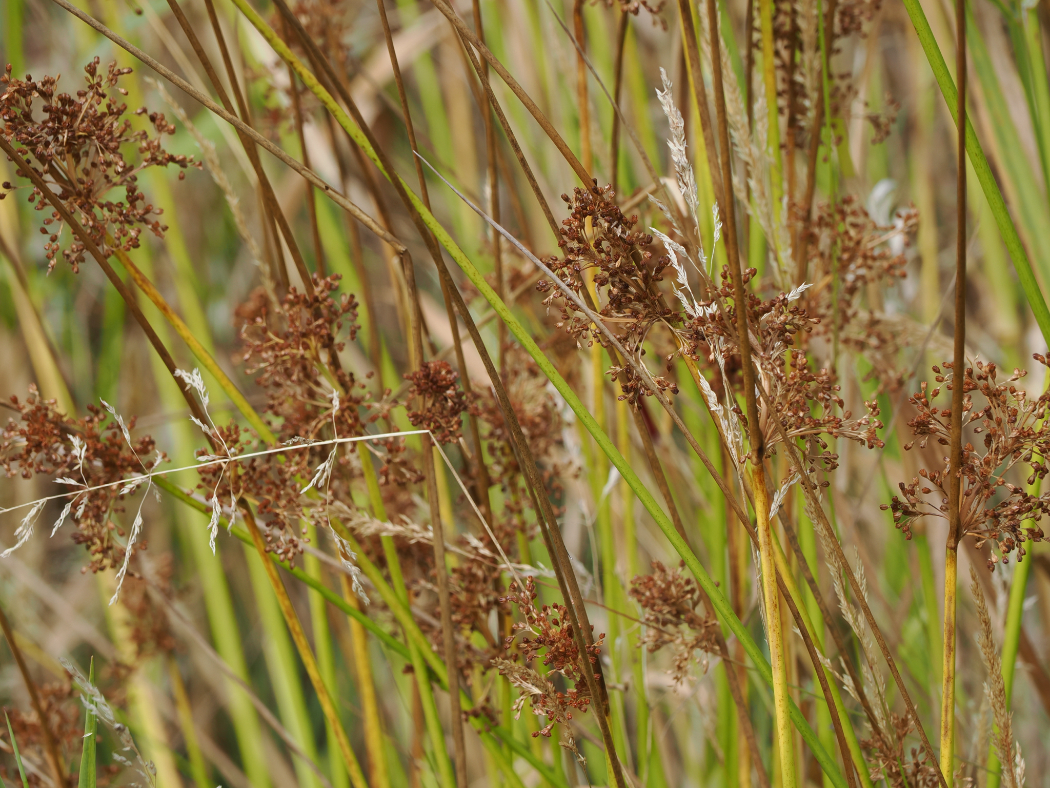 Juncus effusus