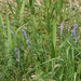 tufted vetch