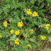 greater bird's-foot-trefoil