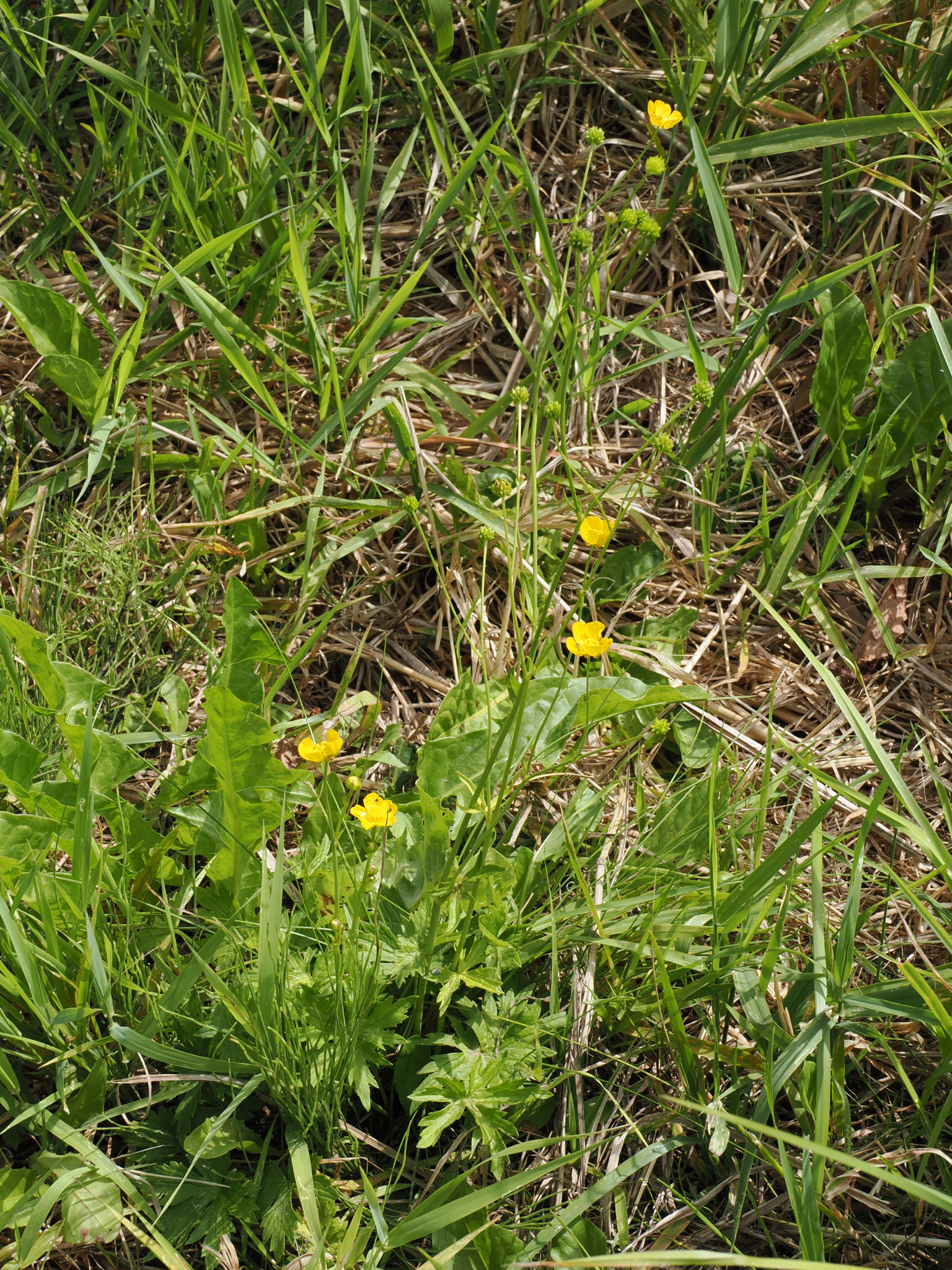 Ranunculus orthorhynchus