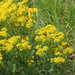 ragwort