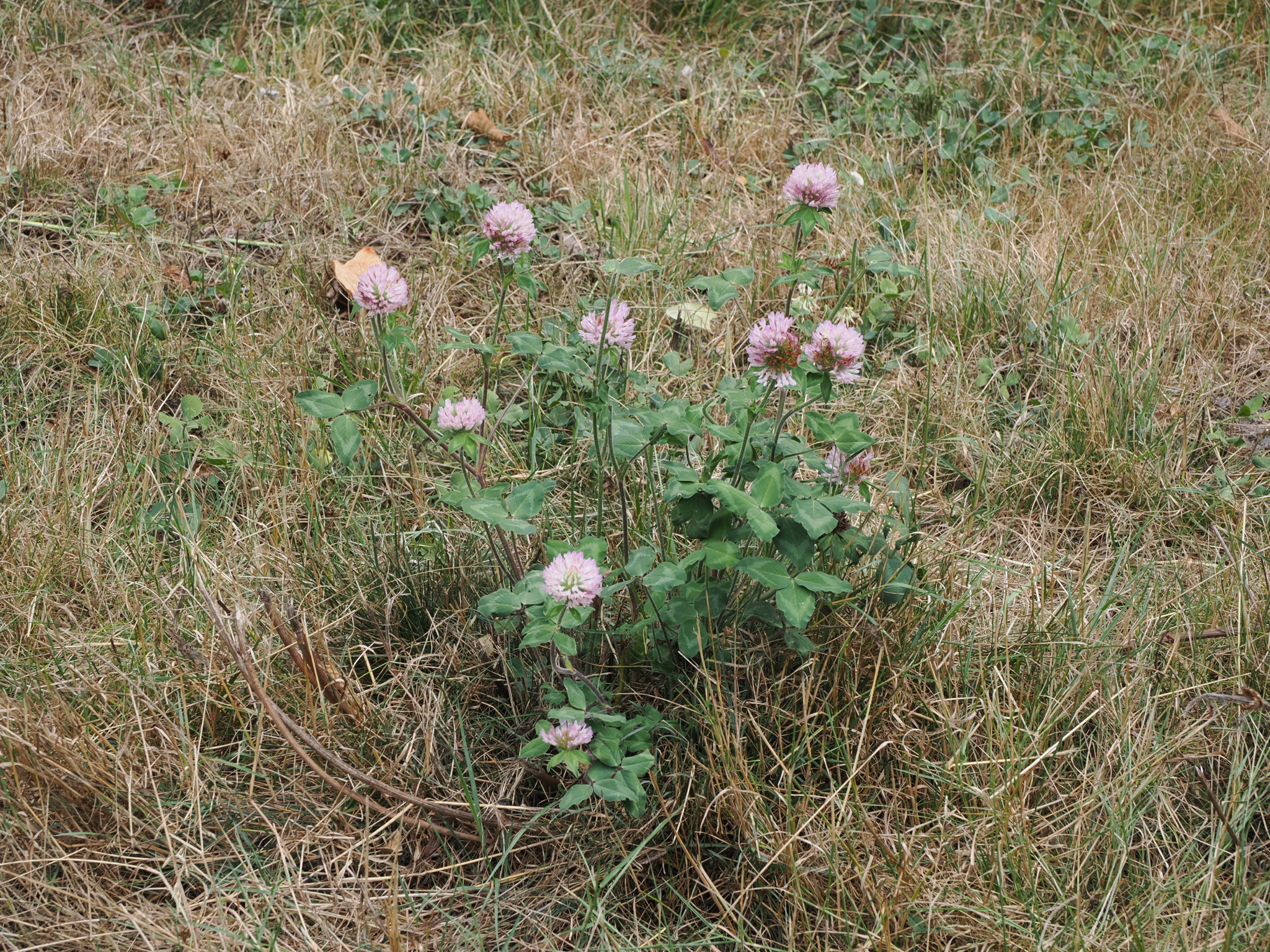 Trifolium pratense