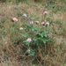 Red Clover