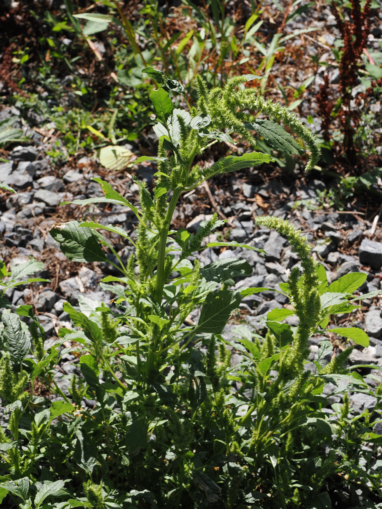 Amaranthus powellii