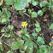 nipplewort