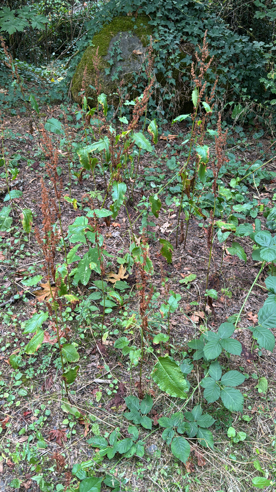 Rumex obtusifolius