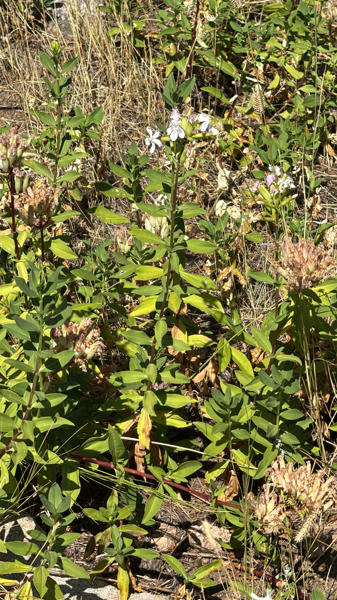 Saponaria officinalis