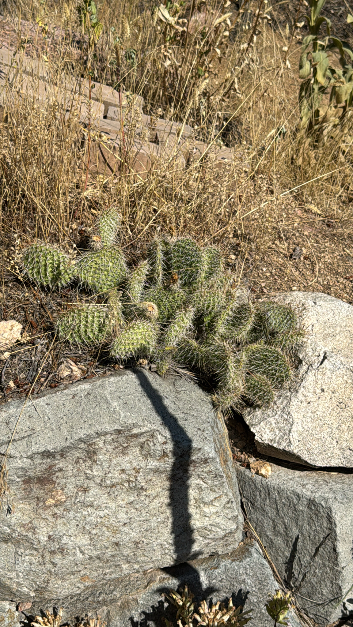 Opuntia polyacantha