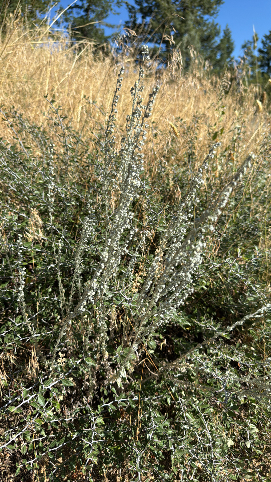 Artemisia frigida