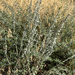 fringed sagebrush