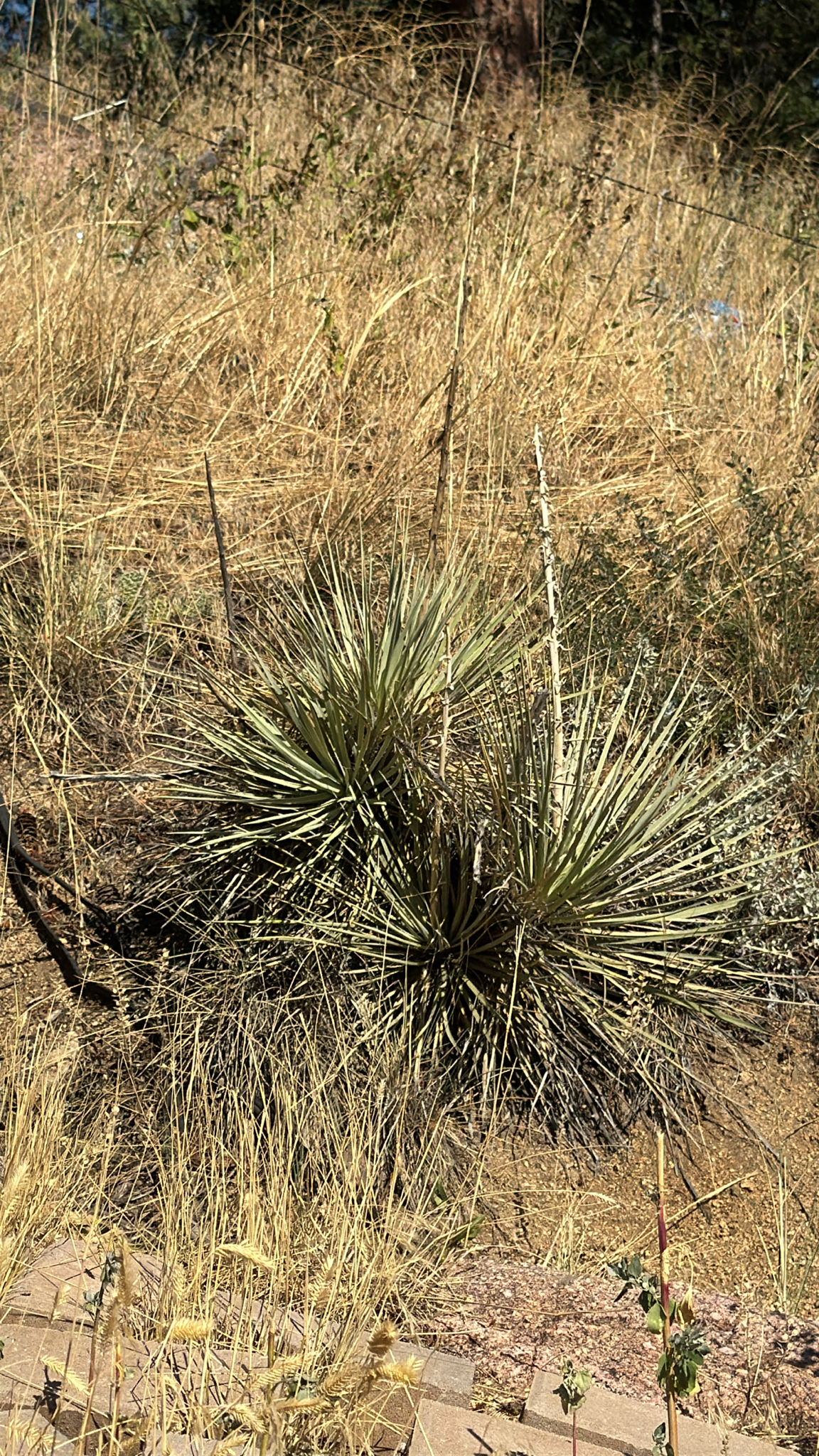 Yucca glauca