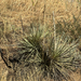 Great Plains yucca