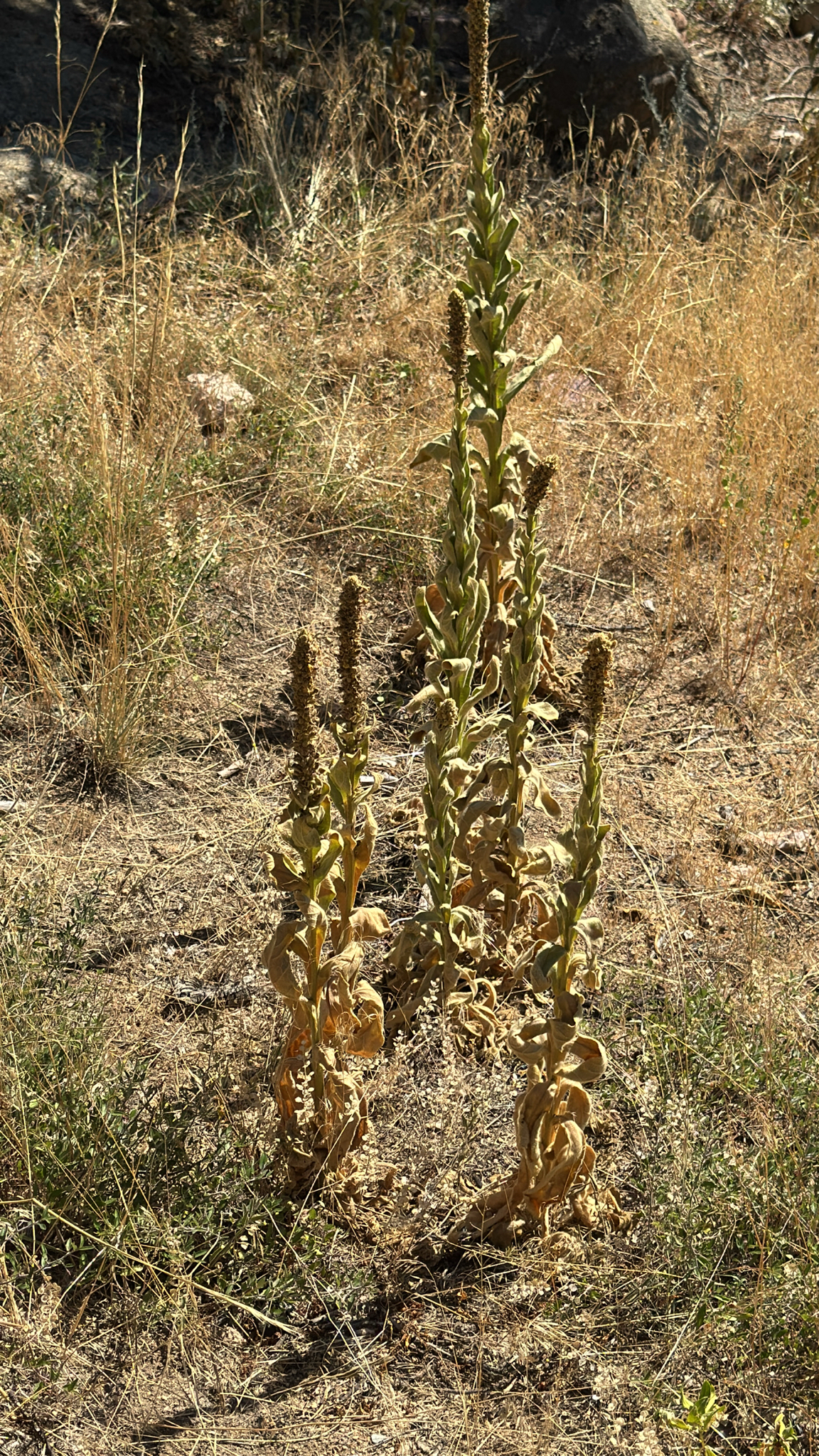 Verbascum thapsus