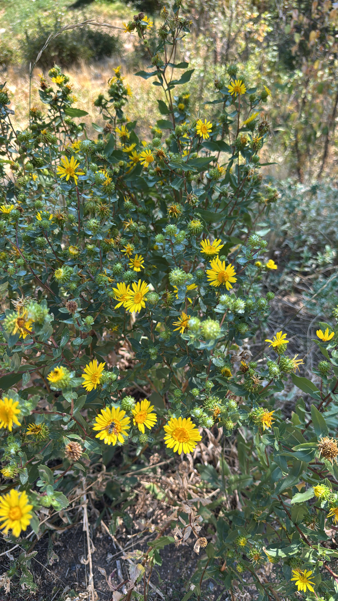Grindelia subalpina