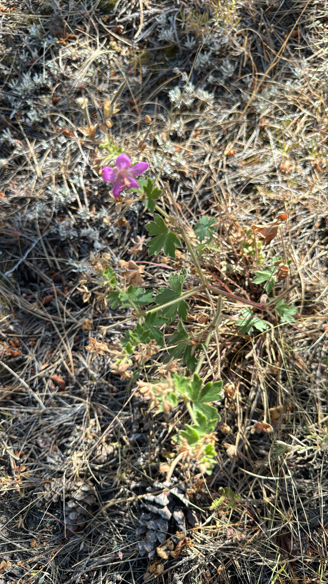 Geranium caespitosum