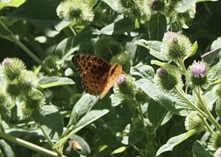 Argynnis aphrodite