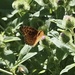 Aphrodite Fritillary