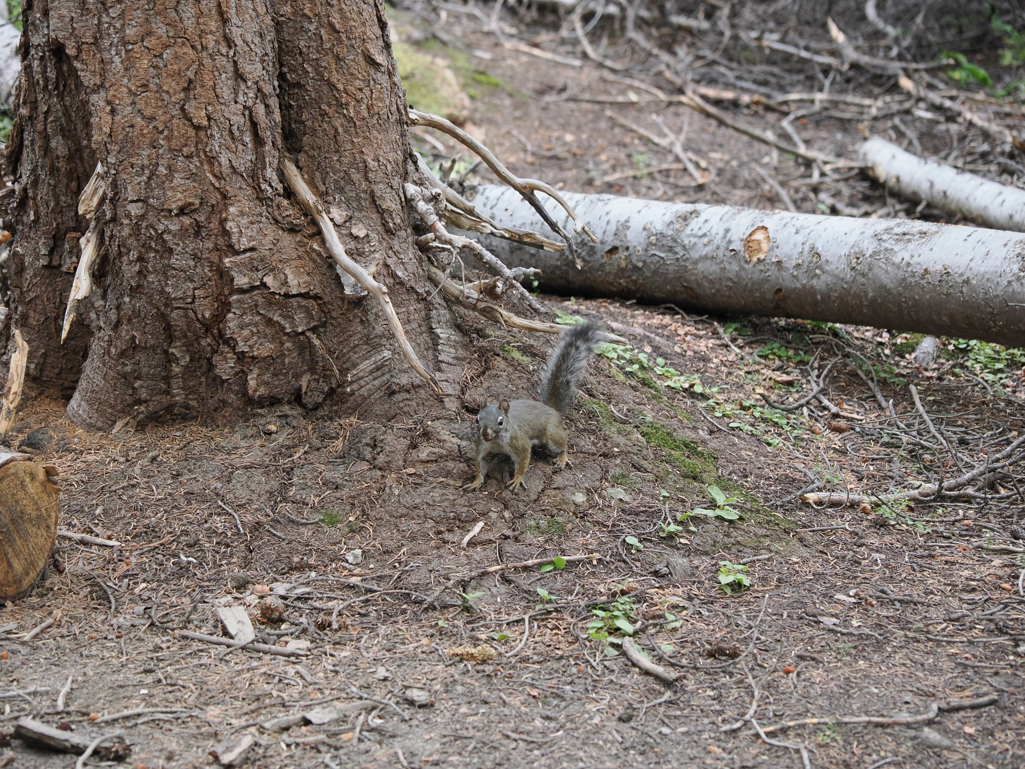 Tamiasciurus fremonti