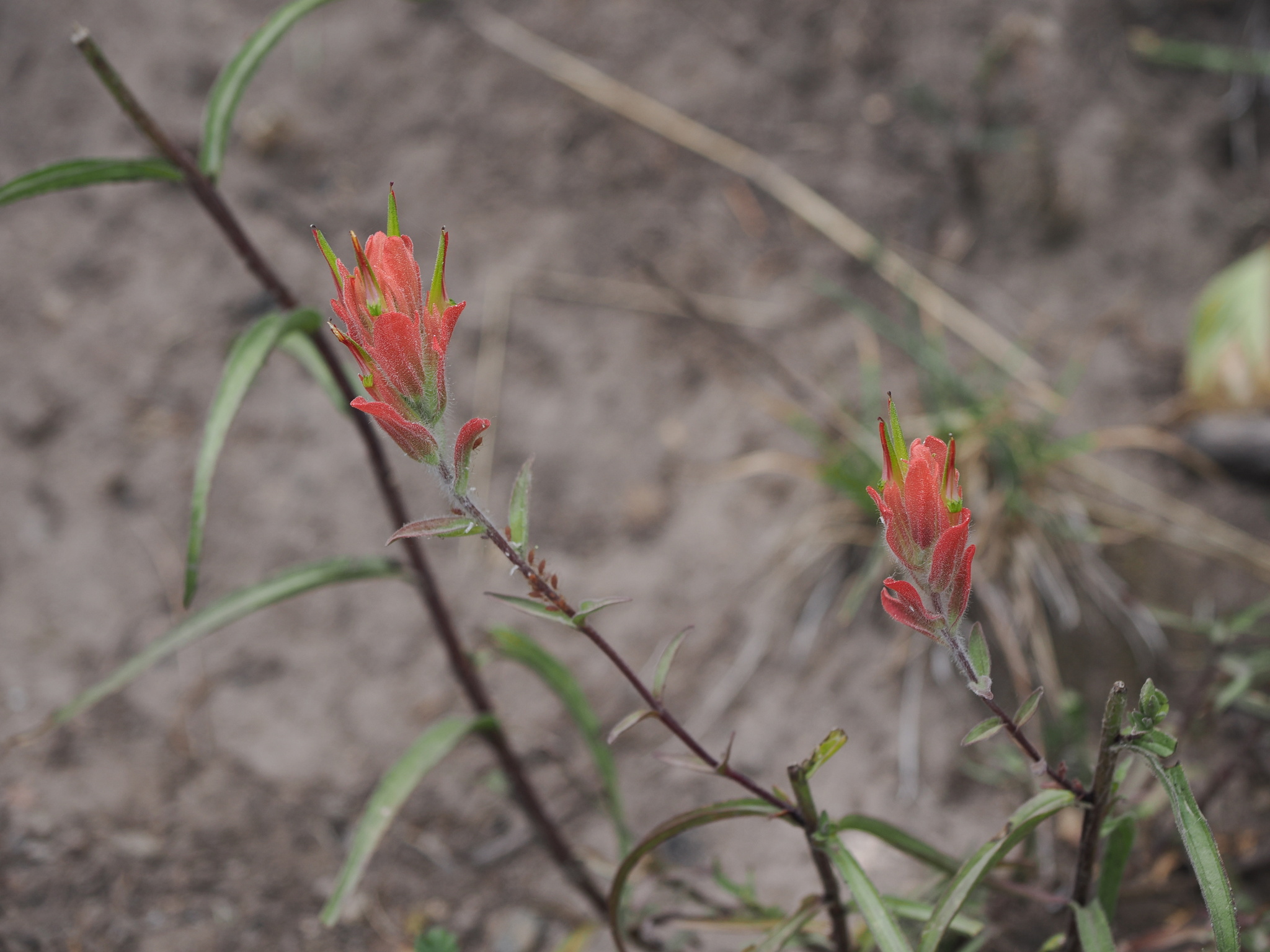 Castilleja linariifolia