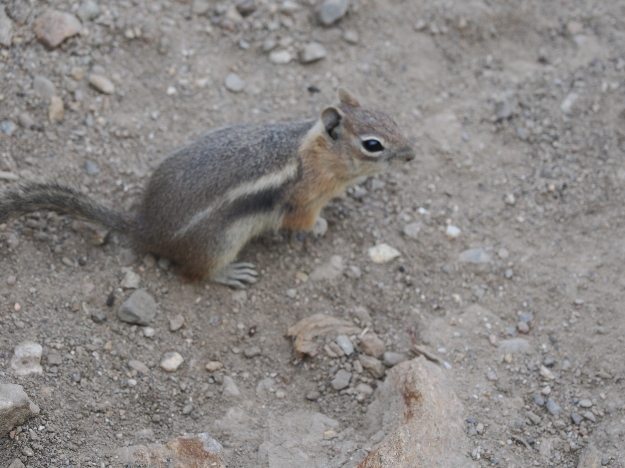 Callospermophilus lateralis
