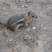 Golden-mantled Ground Squirrel