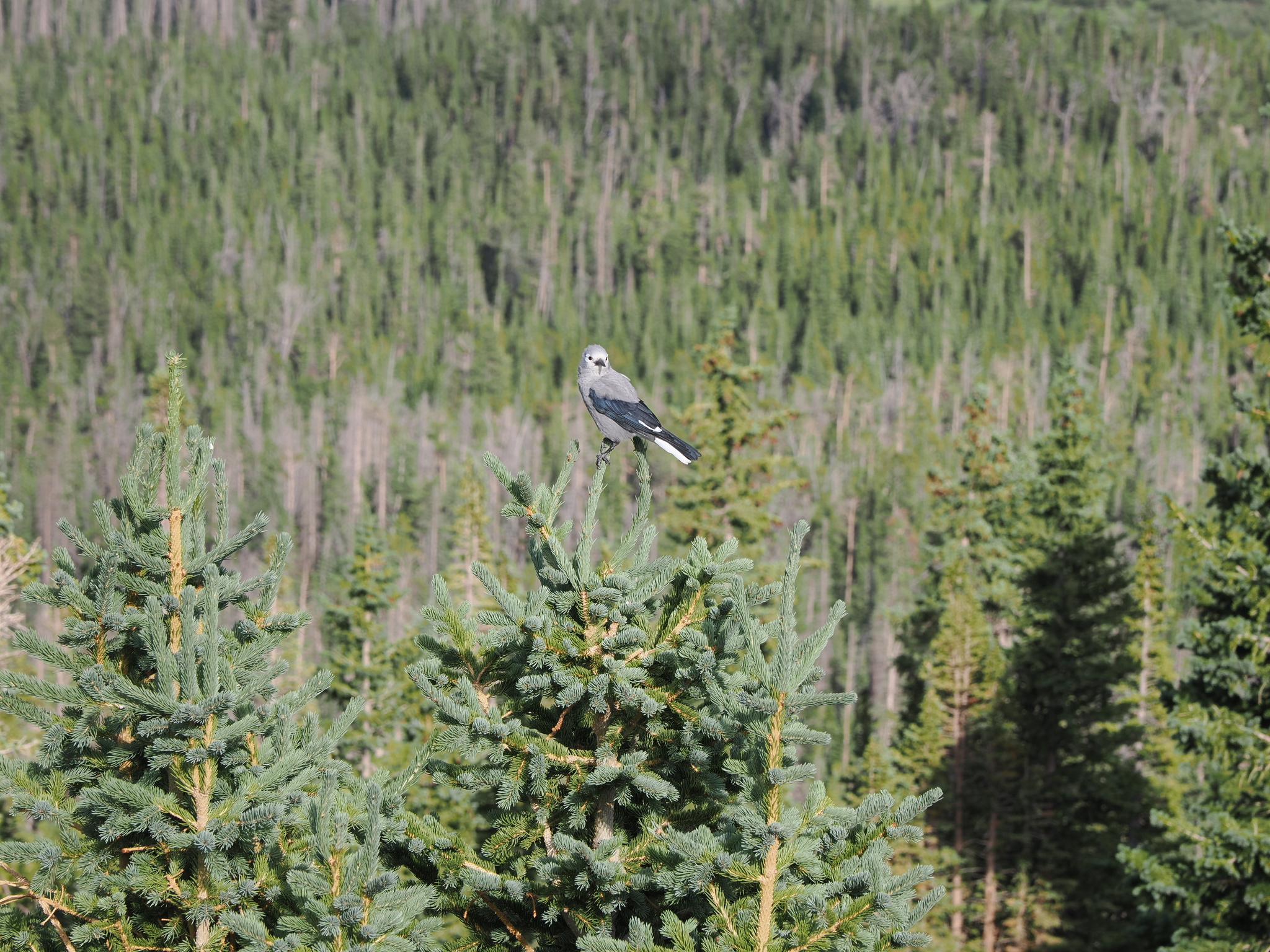 Nucifraga columbiana