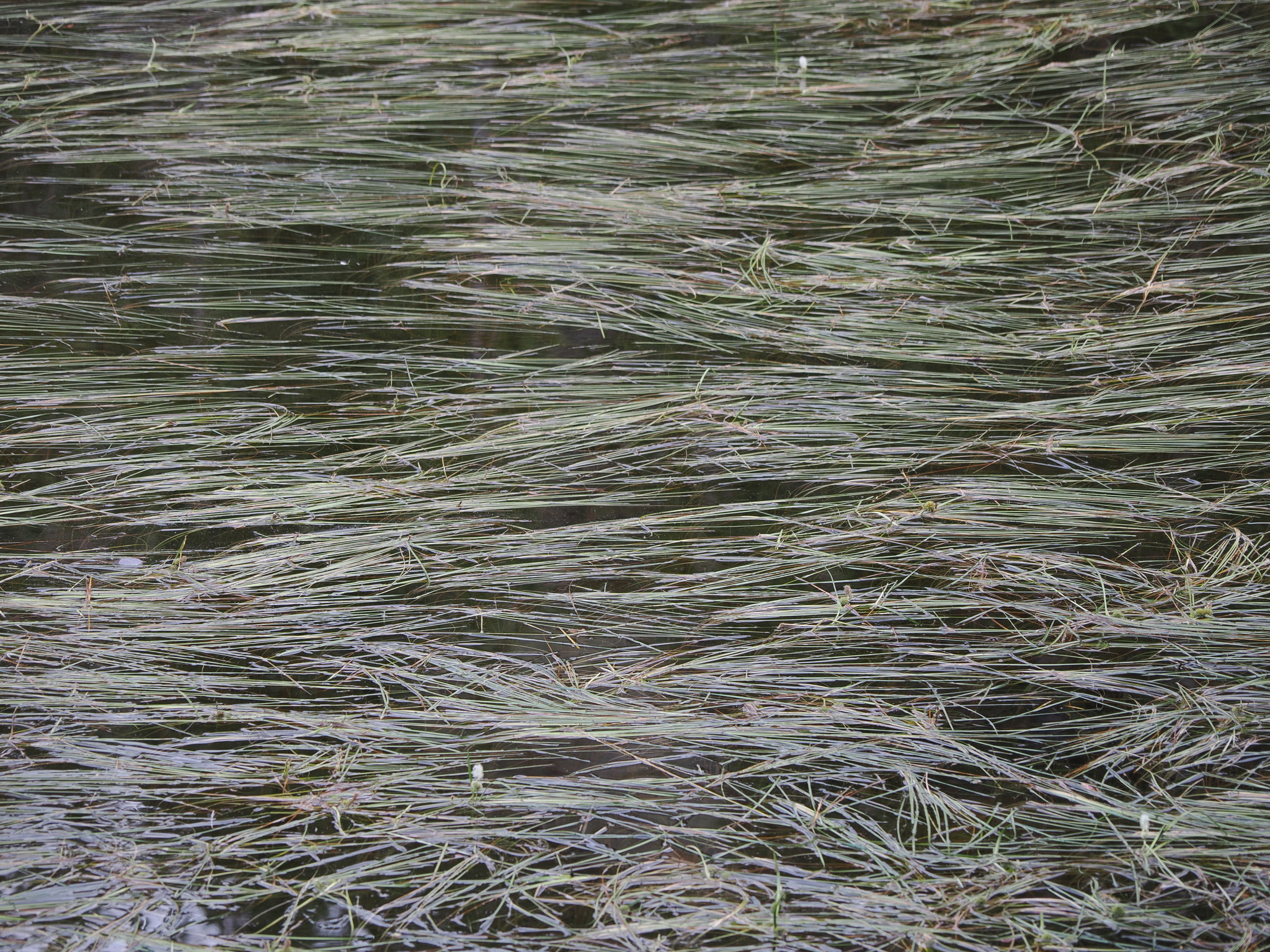 Sparganium angustifolium