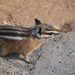 Uinta Chipmunk