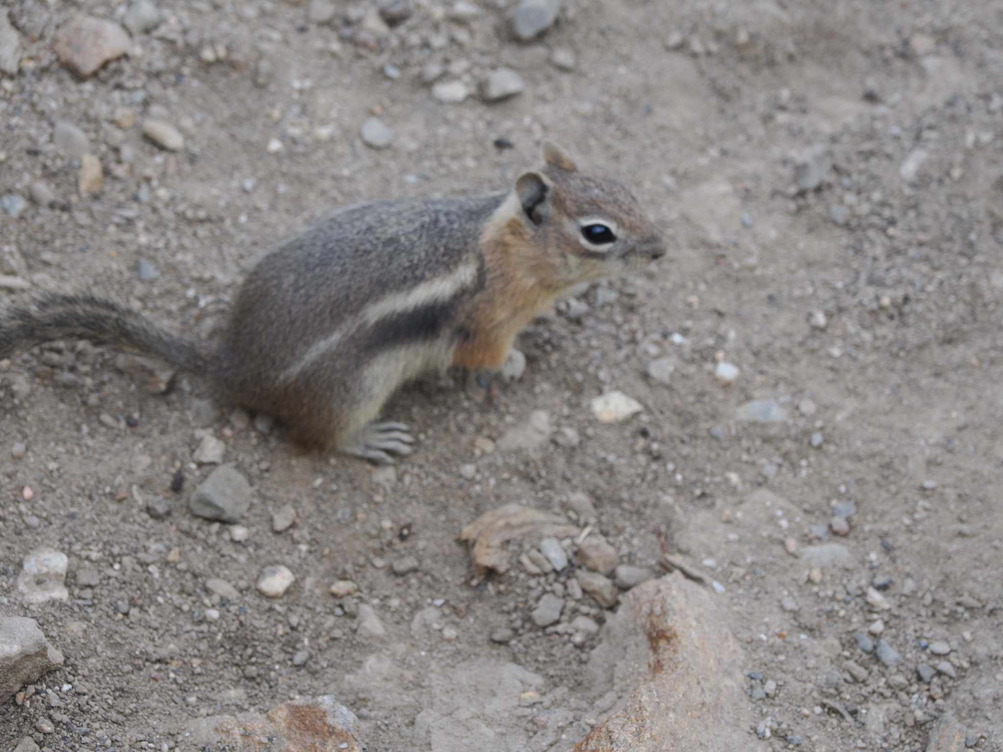 Callospermophilus lateralis