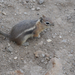 Golden-mantled Ground Squirrel