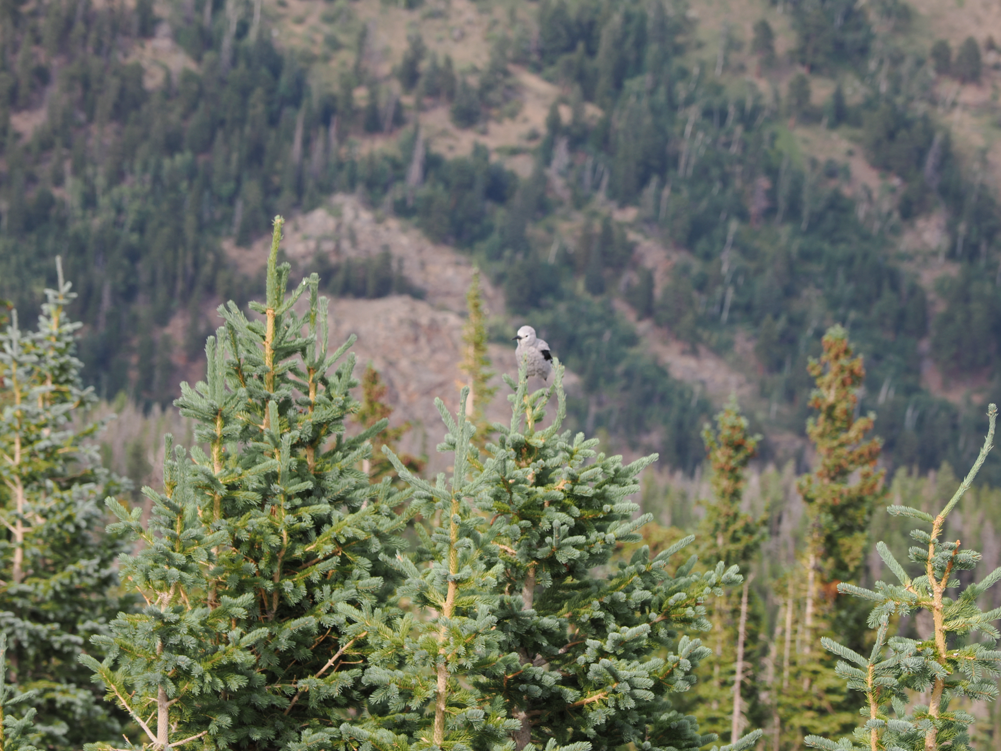 Nucifraga columbiana