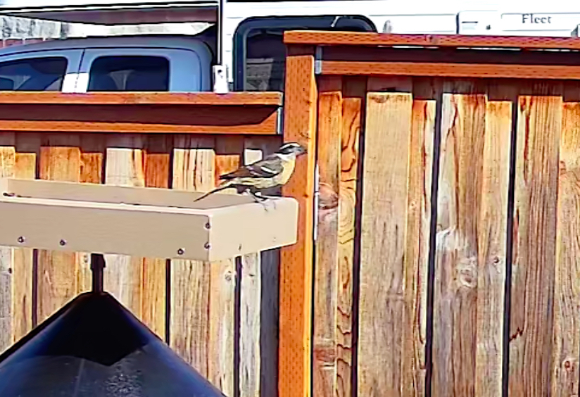 Pheucticus melanocephalus