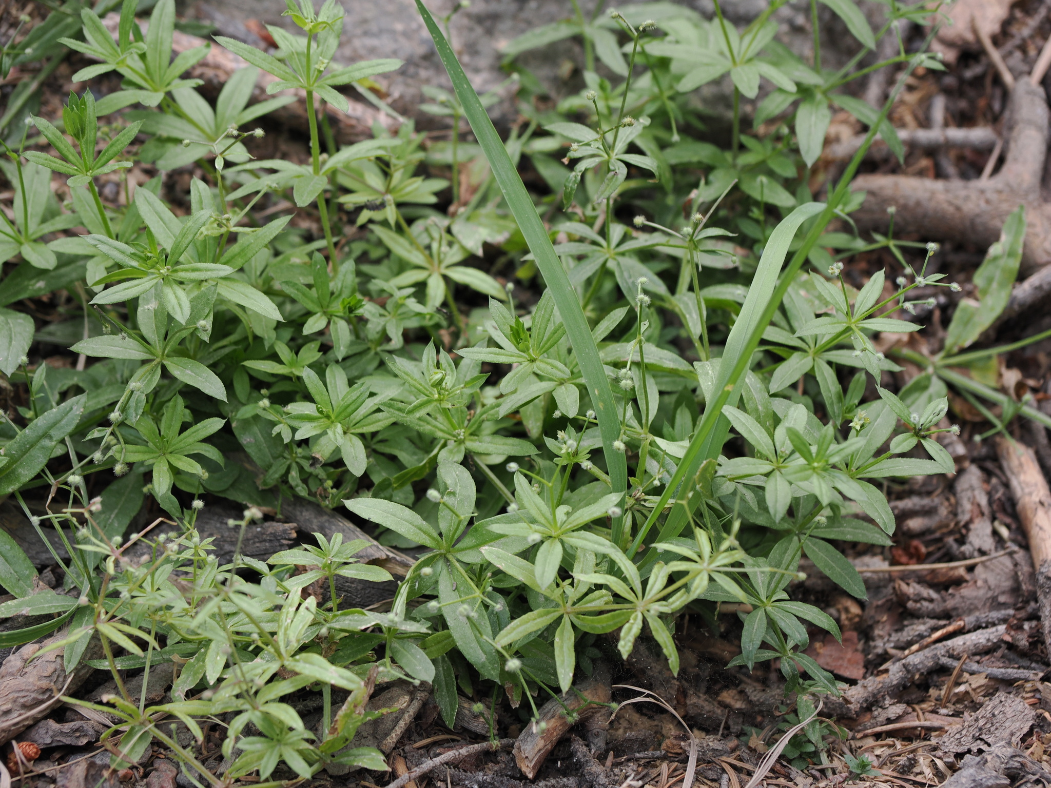 Galium triflorum