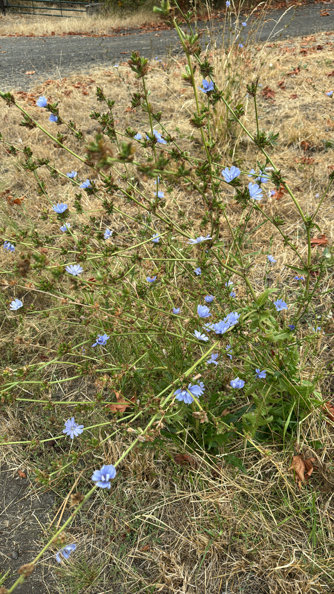 Cichorium intybus