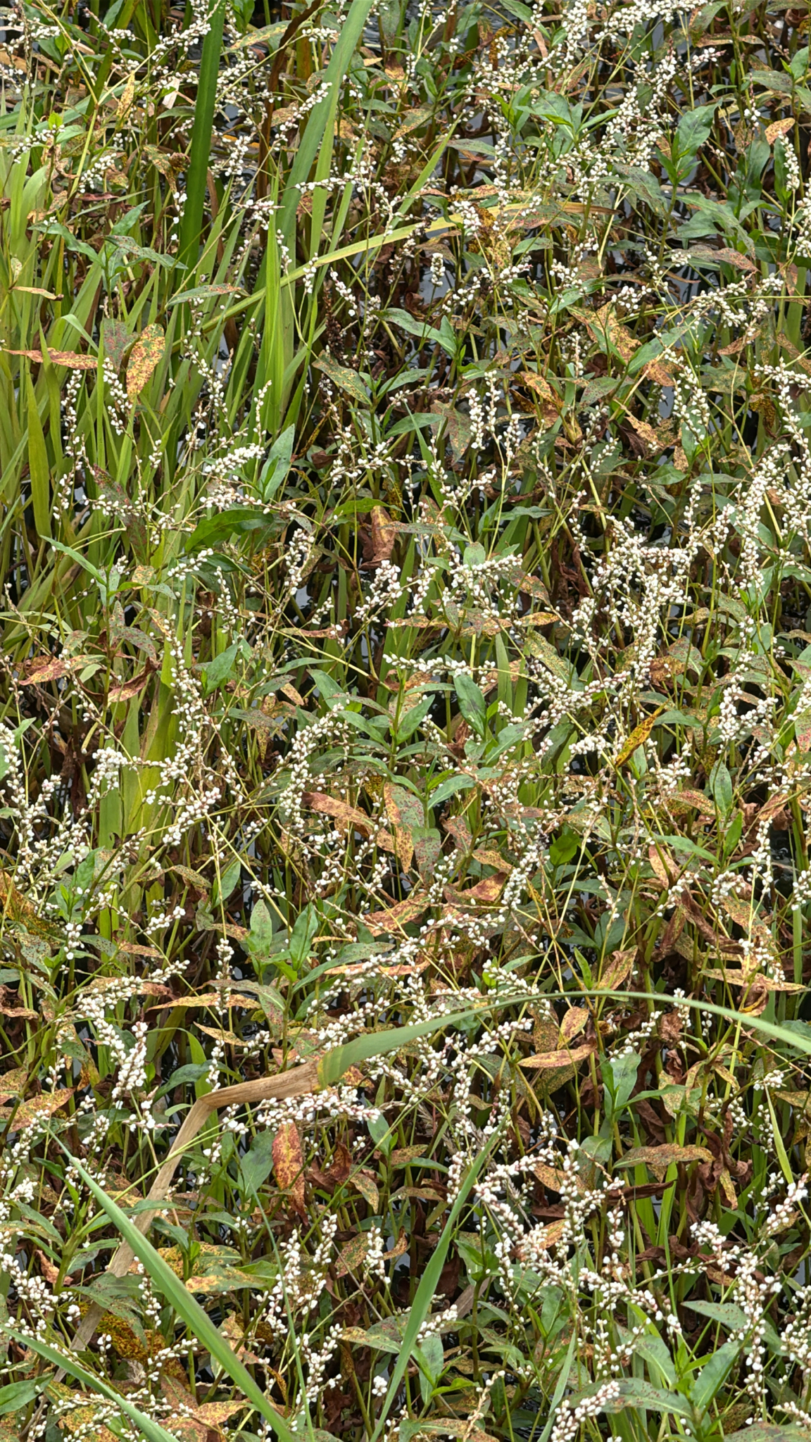 Persicaria hydropiperoides