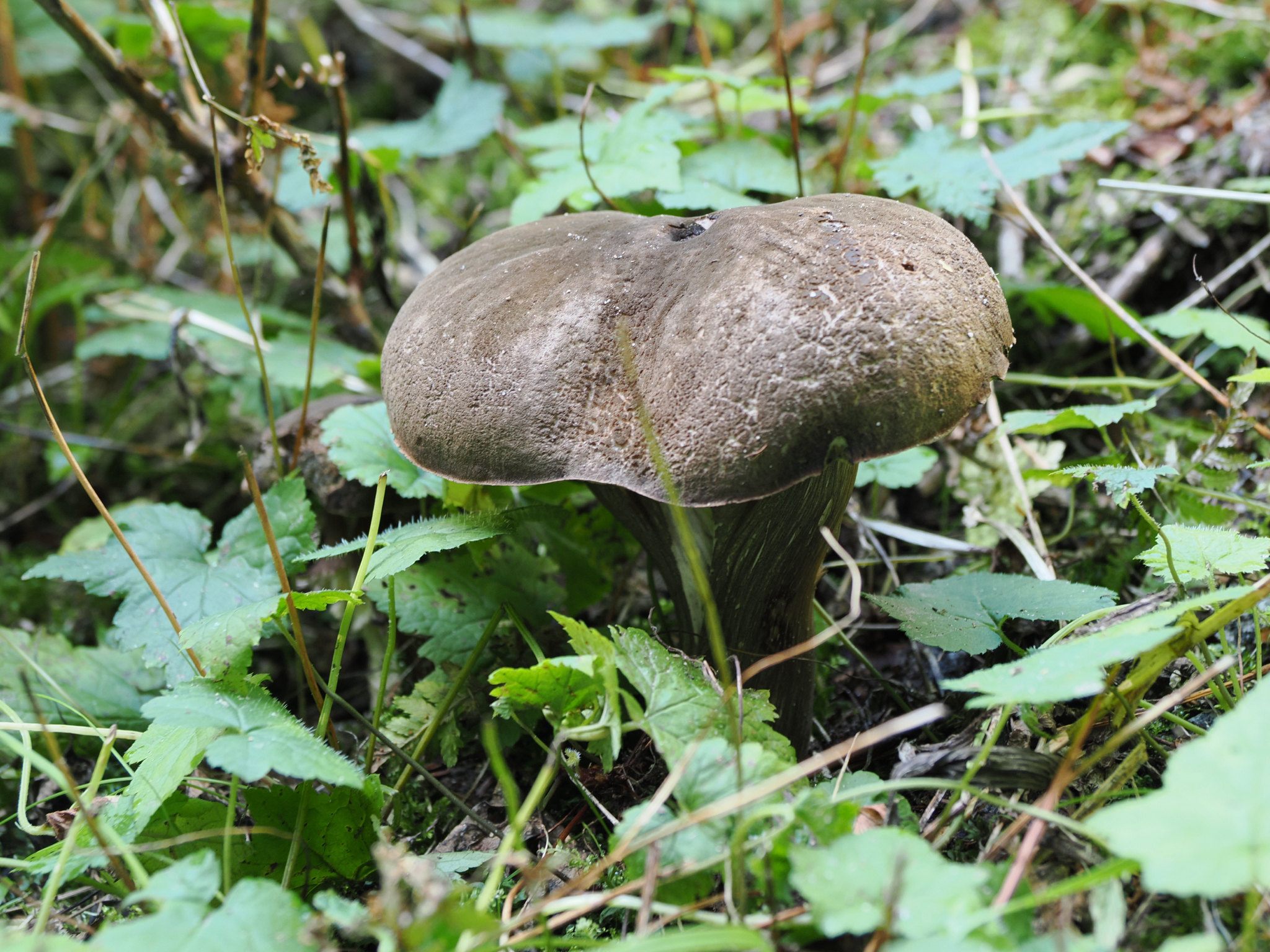 Porphyrellus porphyrosporus