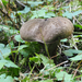 Dusky Bolete