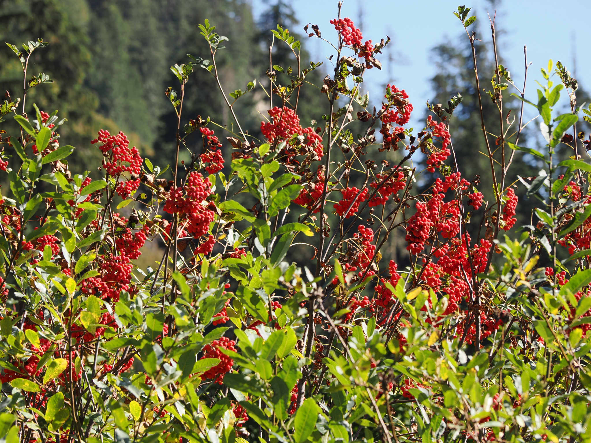 Sorbus sitchensis
