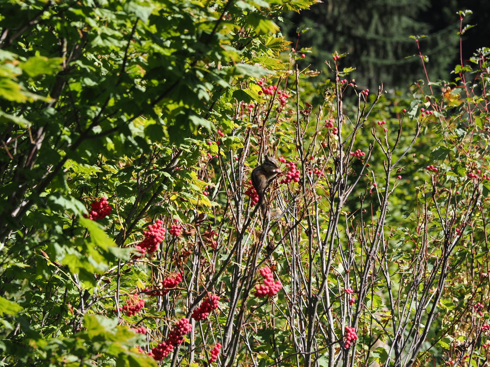 Neotamias townsendii