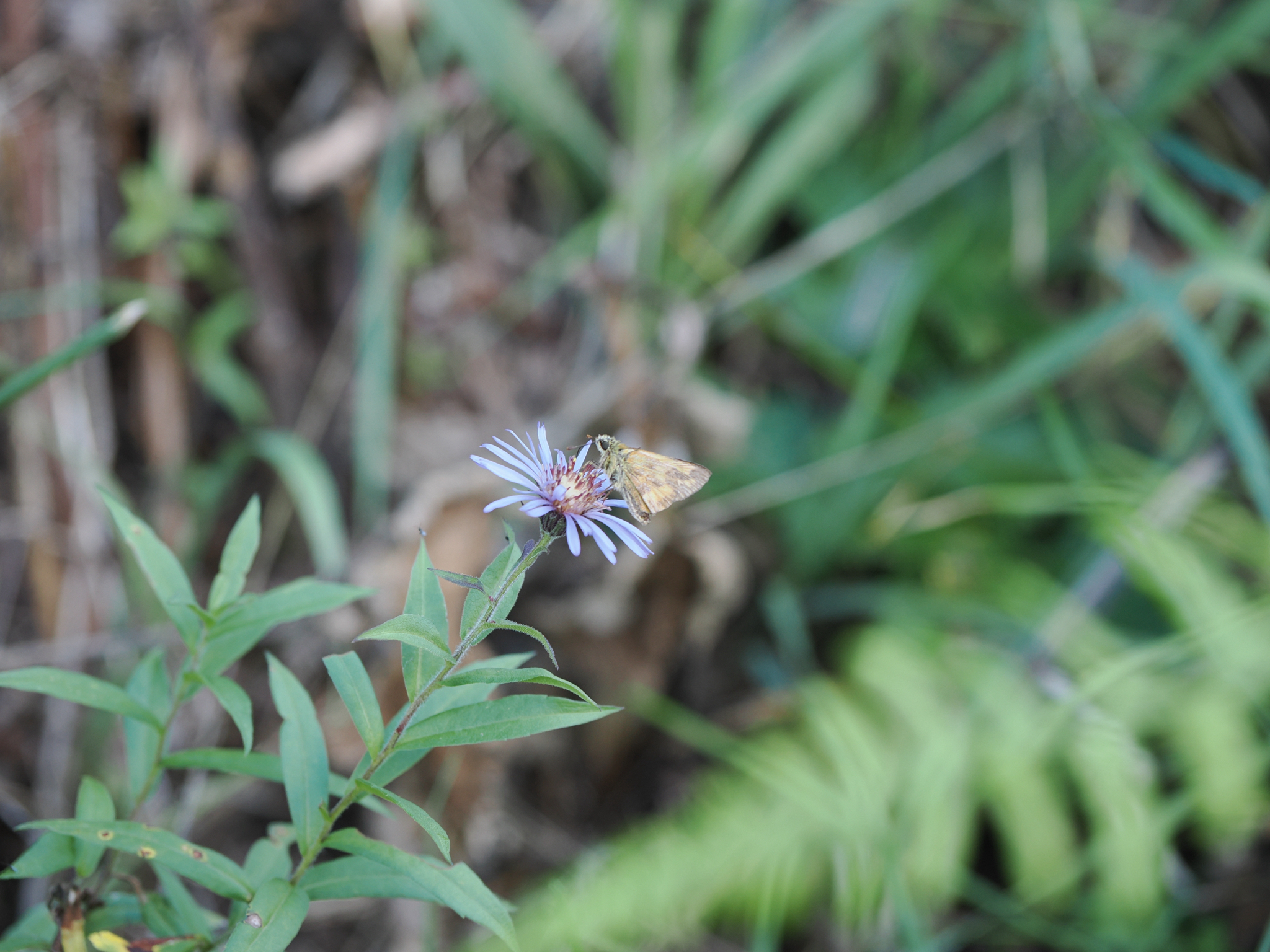 Ochlodes sylvanoides
