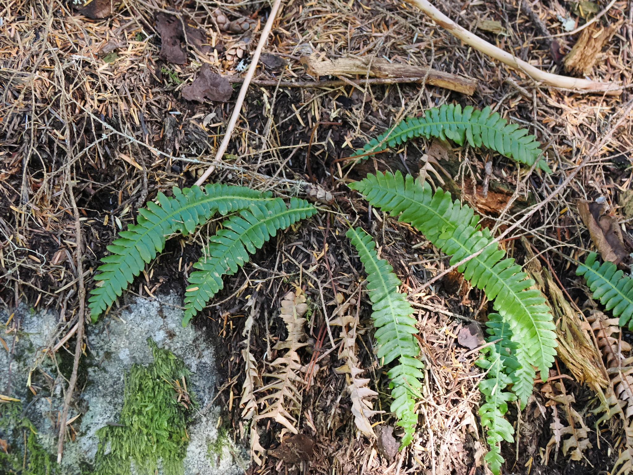 Struthiopteris spicant