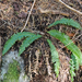 deer fern