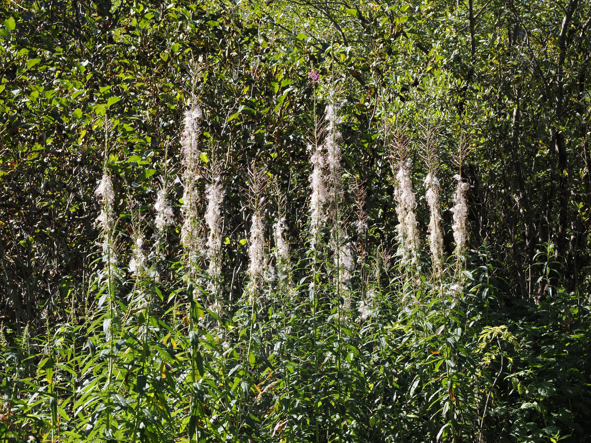 Chamaenerion angustifolium