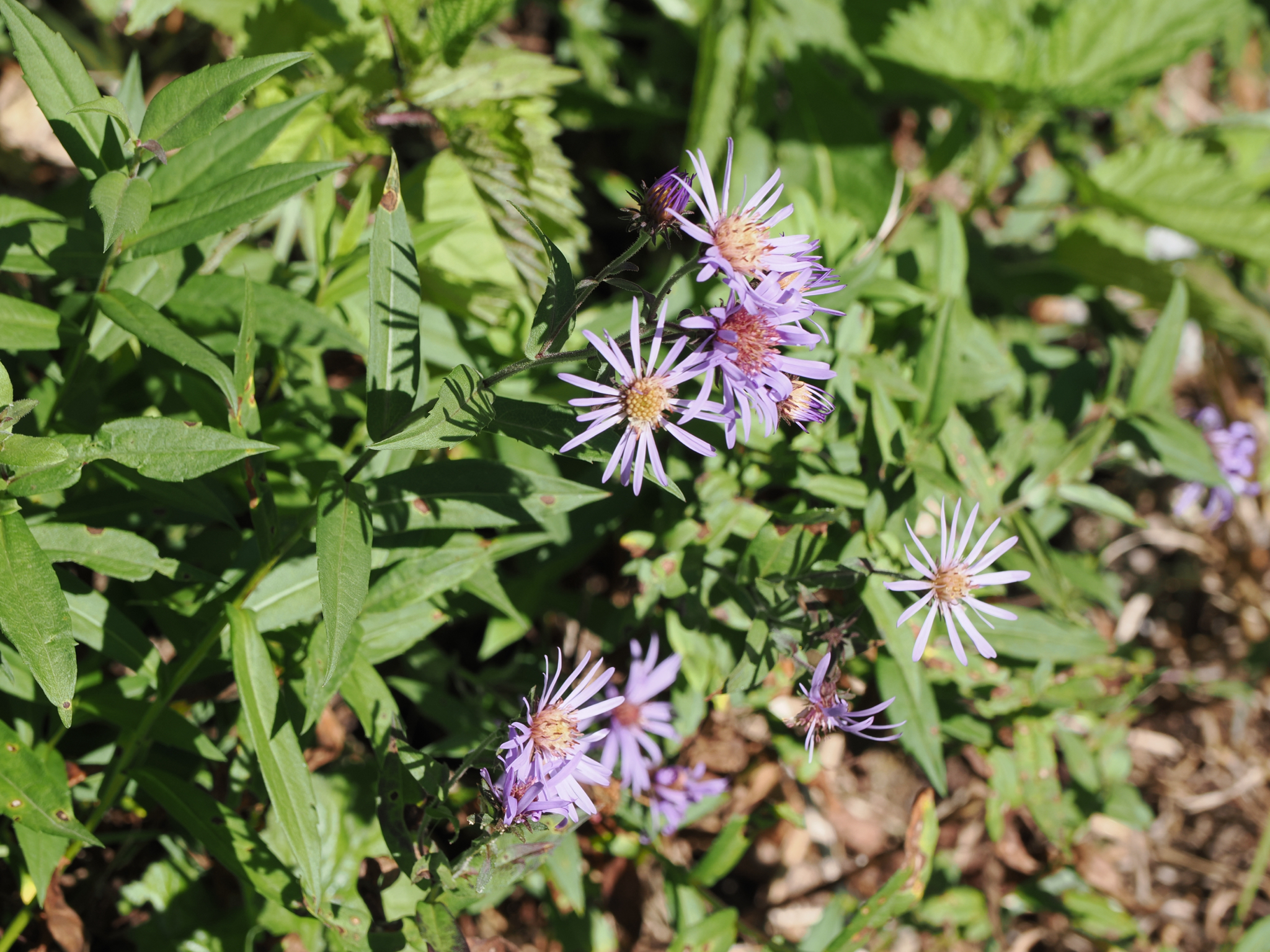 Canadanthus modestus