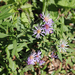 Great Northern Aster