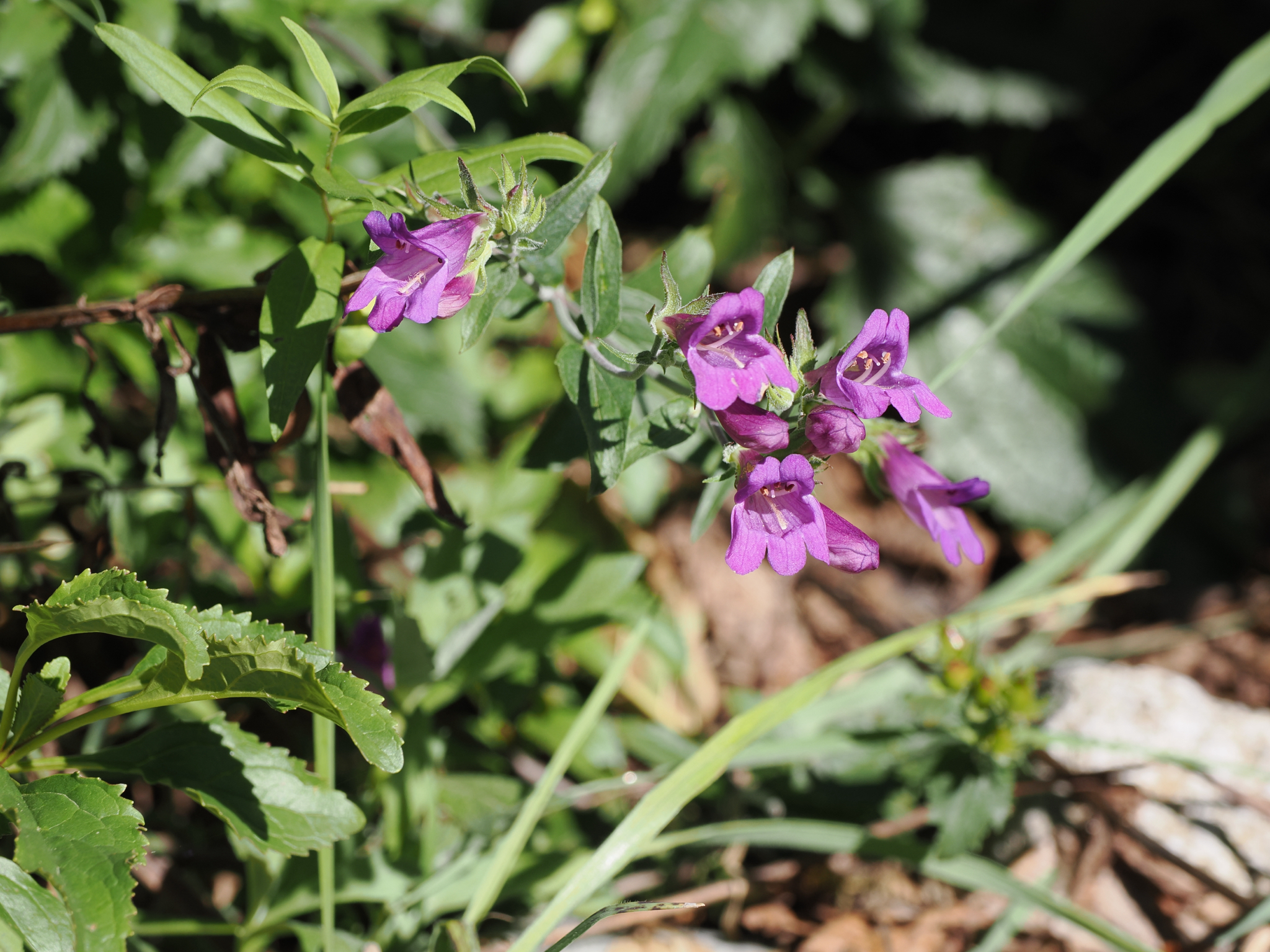 Penstemon serrulatus