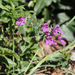 Cascade Beardtongue