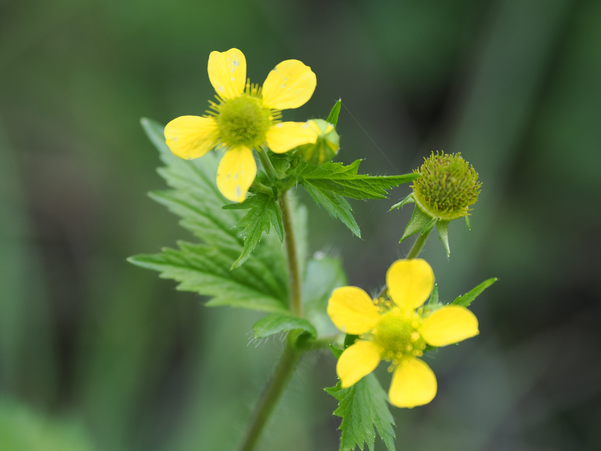 Geum macrophyllum