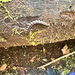 Yellow-spotted Millipede